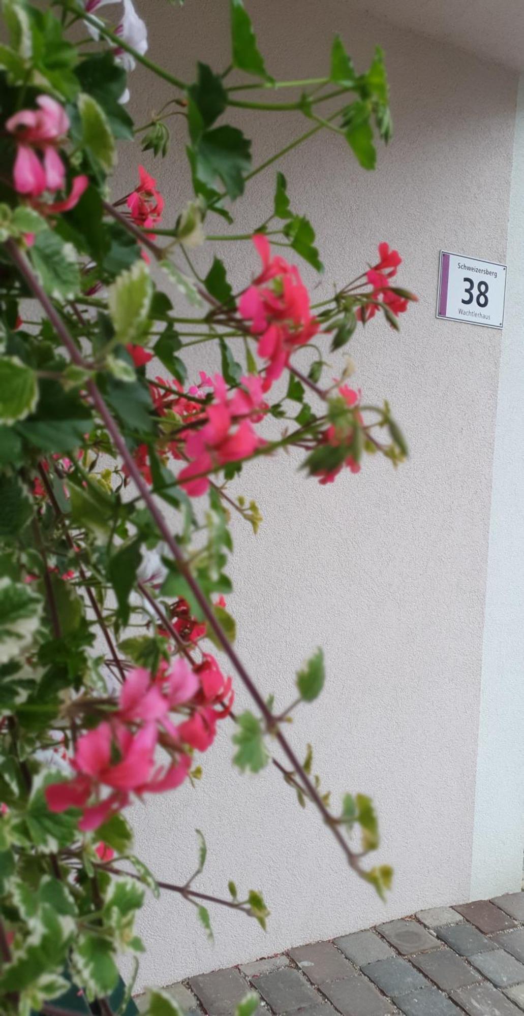Ferienwohnung Blick Ins Gruene Rossleithen Buitenkant foto
